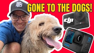 Filming From Your Dog's Perspective Is Insane