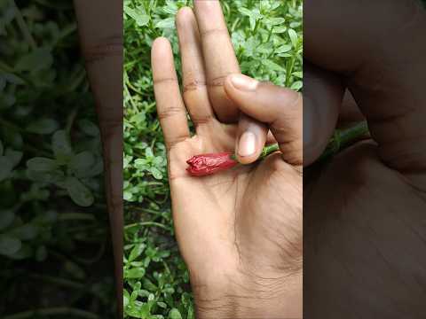 the largest shiny beetle I have ever found of #shots #2578