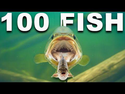 Bass vs 100 Fish