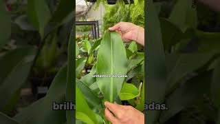 V&iacute;deo do produto