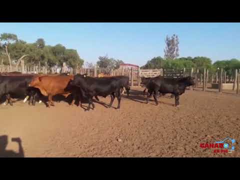 Novillos Gordos (Norte de Córdoba)