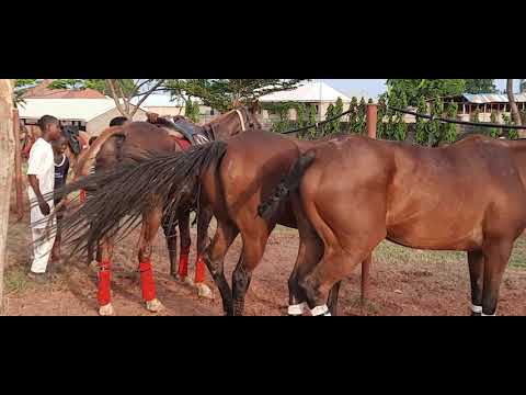 , title : 'Hawan Doki Yanda ake polo a Arewa 2021 video'