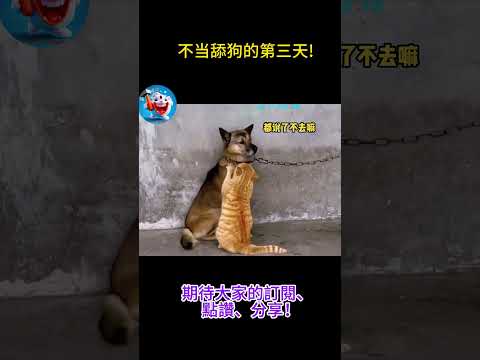 搞笑動物系列第661集 不当舔狗的第三天! #搞笑 #主人 #黃狗 #搞笑 #主人 #黃狗 #電影 #黑熊 #funny #老友狗狗 #熱門 #大熱門 #老友狗狗 #熱門 #大熱門 #爆笑 #爆笑