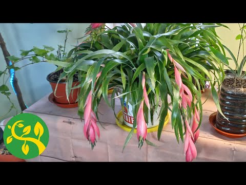 , title : 'My Billbergia in bloom and update on plants that grow in my room'