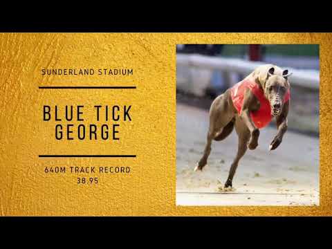 Blue Tick George - Smashing the 25 year old Sunderland 640m track record with a blistering 38.95.