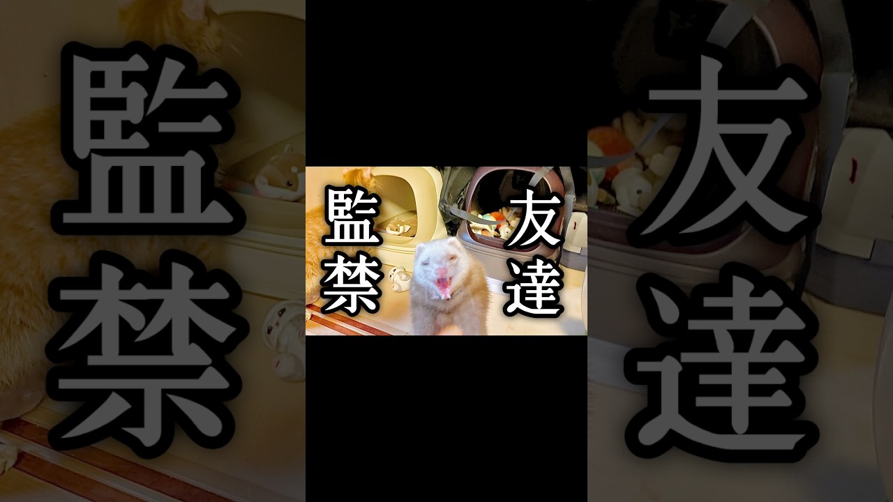 お友達を監禁してしまうフェレット