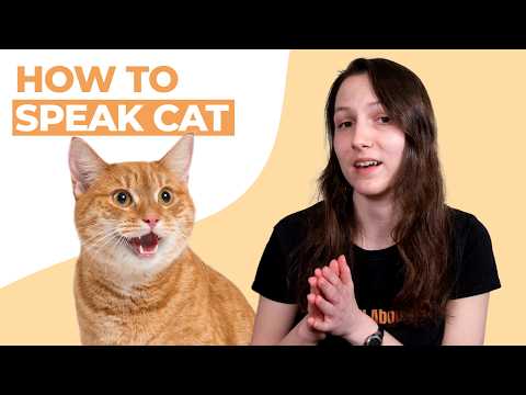 How to Talk to Your Cat Like an Expert