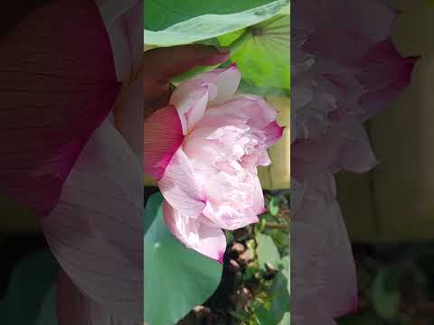 My Water Garden update --15.08.25 #ihavethisthingwithplants #lotus #gardenmaintenance