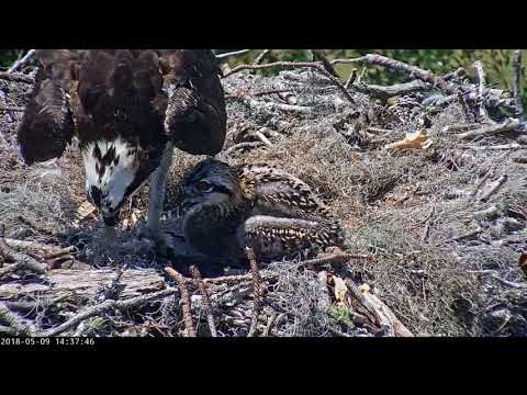 Feeding Time On Savannah Osprey Cam – May 9, 2018