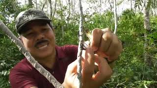 Download lagu Pikat burcil (burung kecil) dapat banyak mp3