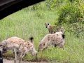 Hyenas Feeding On Wildebeest