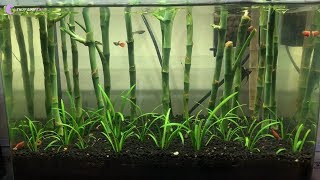 RỪNG TRÚC - Mẫu bể thủy sinh dễ làm, rẻ, cực đẹp không cần CO2