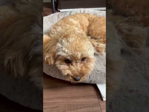 経営学科 片目だけウィンクするトイプードル10ヶ月 #toypoodle #puppy #トイプードル