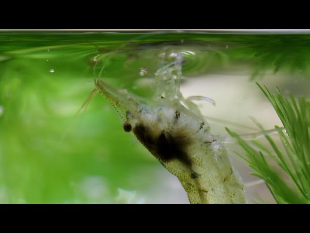 ミナミヌマエビ 飼い 方