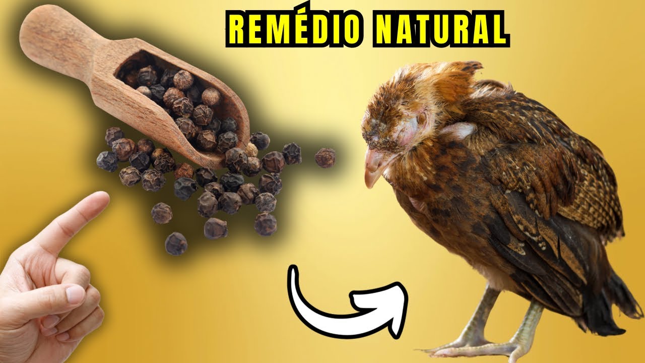 REMÉDIO NATURAL QUE VALE OURO PARA SUA CRIAÇÃO! CURA COCCIDIOSE, GOGO, CORIZA E MUITO MAIS