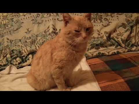 Rudy kocur do adopcji