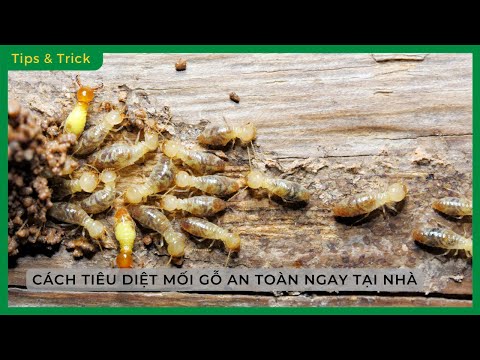 CÔNG TY TNHH INSECTICIDES TẤN PHÁT