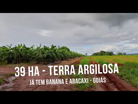5 ALQ. BANANA/ABACAXI, TERRA VERMELHA, REPRESA, 9 KM DO ASFALTO - FAZENDA CHACARA A VENDA JARAGUÁ GO
