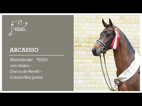 Arcassio 2023 bei der DSP Körung in München