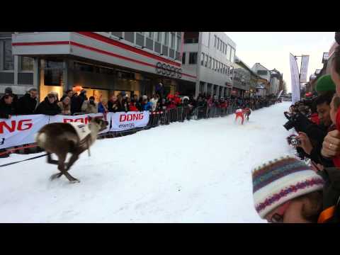 Samisk uke 2014 i Tromsø - Reinkappkjøring