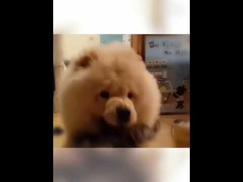 飛躍的鬆獅犬 堡堡