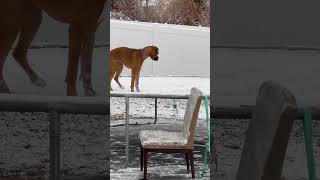 Boxer Pup Plays on Snowy Trampoline || ViralHog