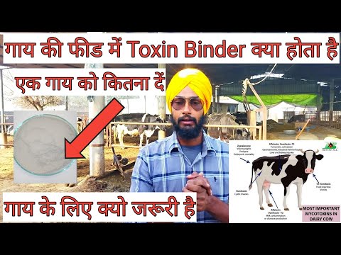 Powder kemin toxfin xcl dry toxin binder, packaging type: ba...