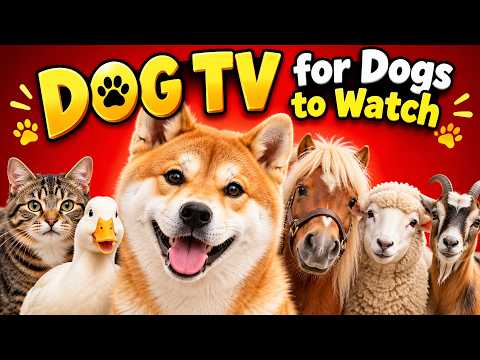 🐶📺 Dog Entertainment TV | Farm Sounds, Cats, Ducks &amp; More