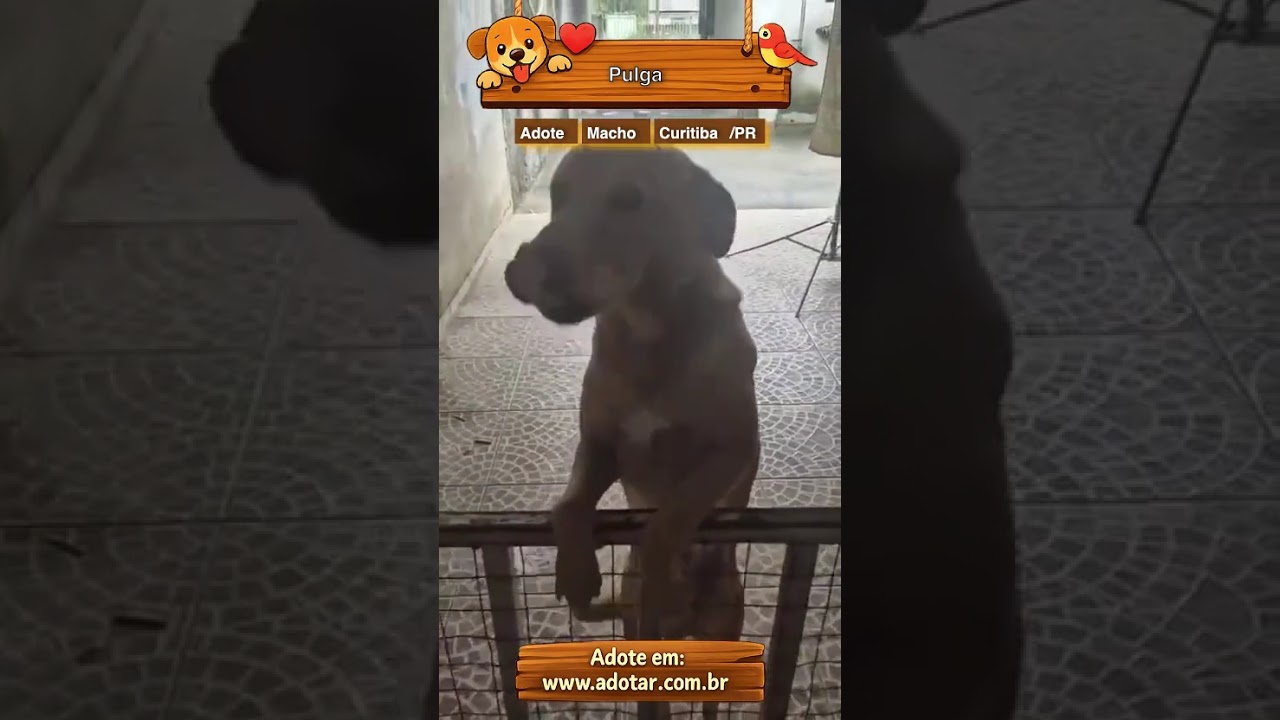 Cachorro raça SRD-ViraLata idade 2 a 6 meses nome Pulga