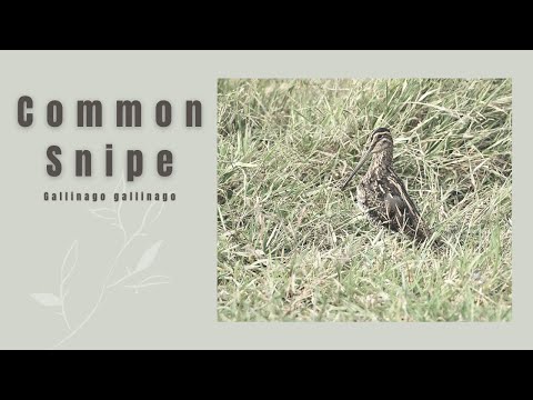 Močiarnica mekotavá (Gallinago gallinago) — Common Snipe správanie v teréne