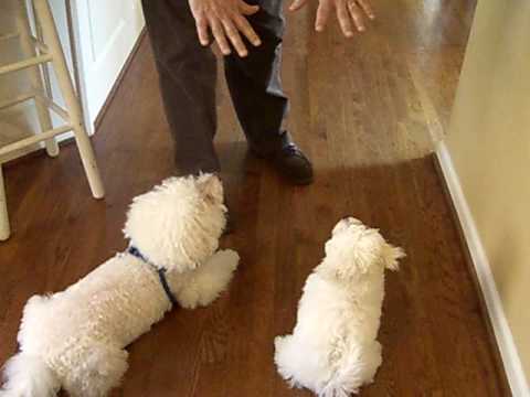 Dinner time --- Rrrrrip!