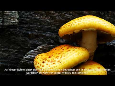 Goldfell-Schüppling