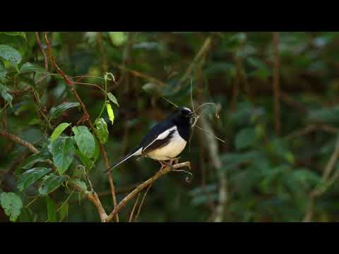 Šáma madagaskarská (Copsychus albospecularis) — video o speve a chove