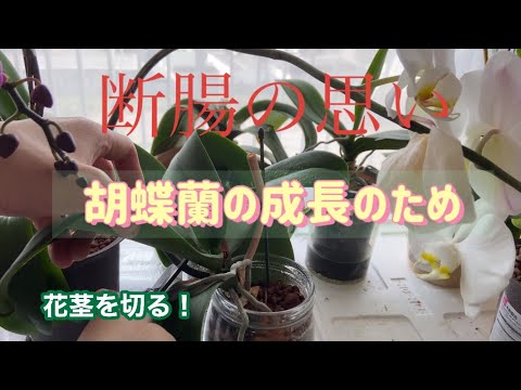 蘭の茎の切り方は？避けるべき最善のヒントと間違い  庭園
