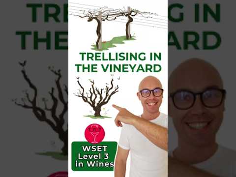 Trellised vs. Bush Vines | WSET Level 3 in Wines