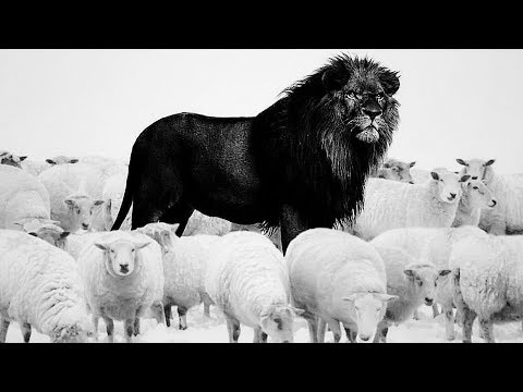 ARE YOU A LION OR A SHEEP ??? - Motivational Video