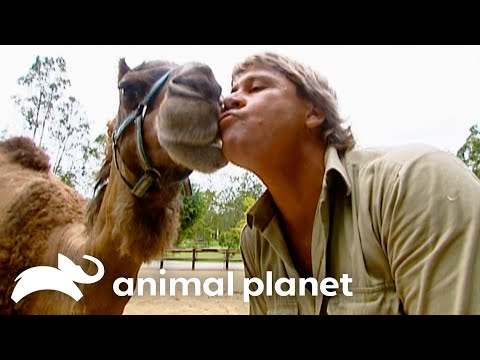 Steve's Favorite Creatures of SEASON 4 | The Crocodile Hunter | Animal Planet