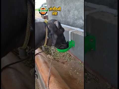 cow - Buffalo water bowl drinker ( 1250 rs ) 8408805661