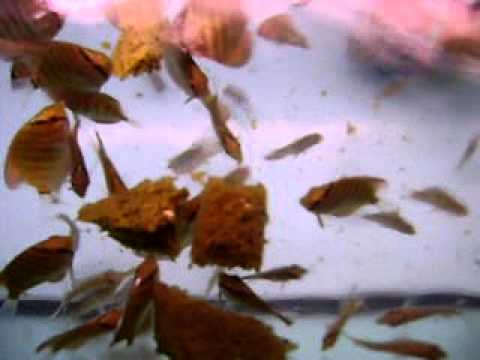 DISKUS KOBALT MOV05510.AVI