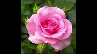 Why Don&#39;t We Try Again (cover) Brian May song