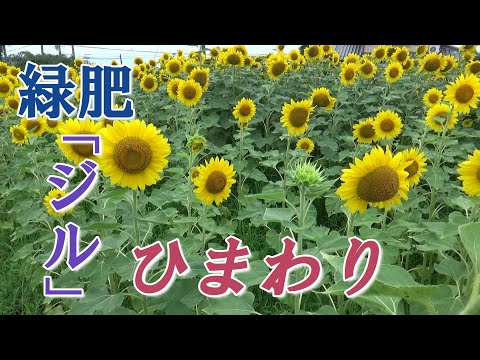 ファセリアを緑肥として使用するにはどうすればよいですか?彼の他の仕事は何ですか？  庭園