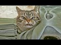 Cat Sound To Scare Mice Away Mouse Repellent Rats Will Run Away