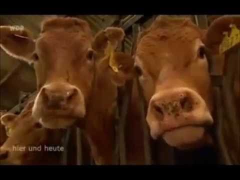 Campingpark Kerstgenshof 2007 (WDR Hier und Heute)