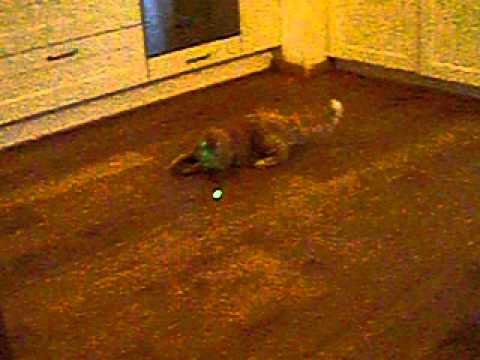 Kat wordt gek van laserlichtje.