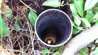 [ACHTUNG SPOILER!] Geist des Hagen &amp; Alberich der Zwergenkönig