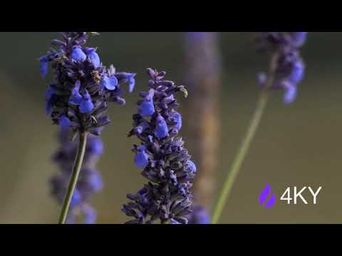 Green AMBIENCE DOLBY VISION 4K HDR - So Real You'll Forget You're 4KY (60 FPS)