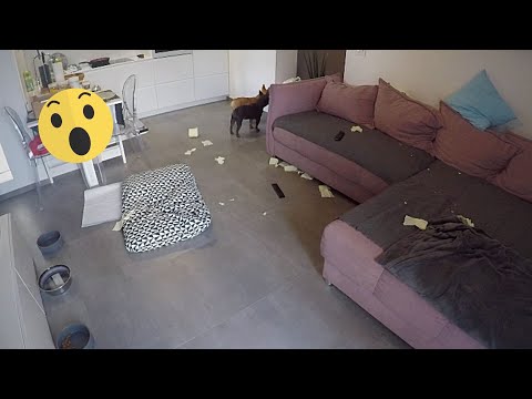 download lagu mp3 mp4 Do Bulldogs Bark When Left Alone, download lagu Do Bulldogs Bark When Left Alone gratis, unduh video klip Do Bulldogs Bark When Left Alone