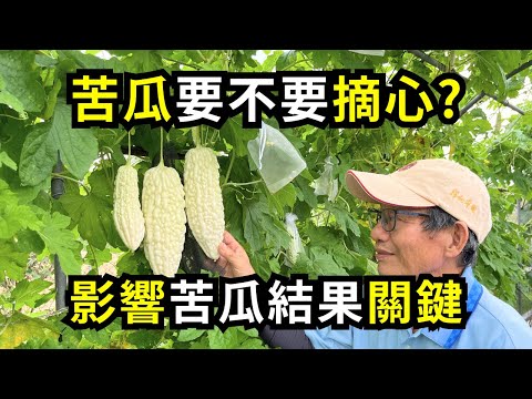 苦瓜要不要摘心?如何留蔓幫助結果?摘心和留蔓重點分享| 阿星種植