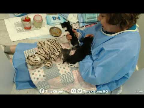 Bottle feeding and kitten burping with Auntie Suzanne!  TinyKittens.com
