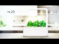 Click &amp; Grow sėklos išmaniajam vazonui - Bazilikai citrininiai, 3vnt.